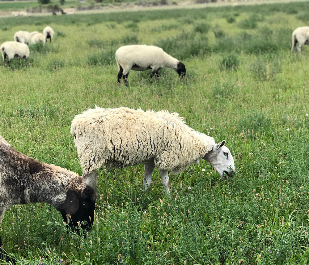 What are Heritage Breed Sheep?